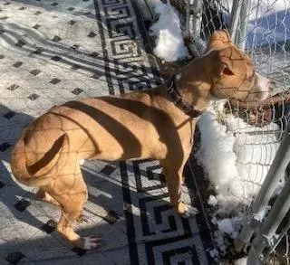 Clyde, an easy-going pup