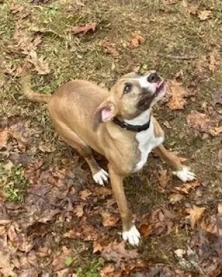 Clyde, an easy-going pup