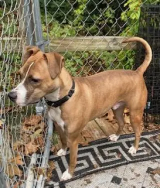 Clyde, an easy-going pup