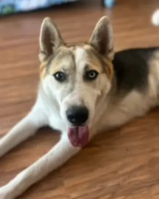 Bandit
