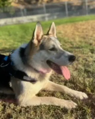 Bandit