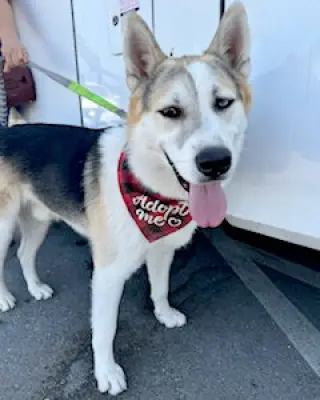 Bandit