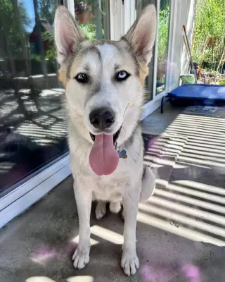 Bandit