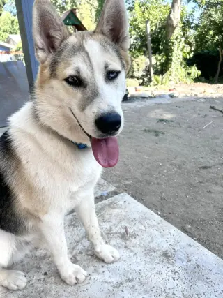Bandit