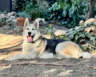 Bandit