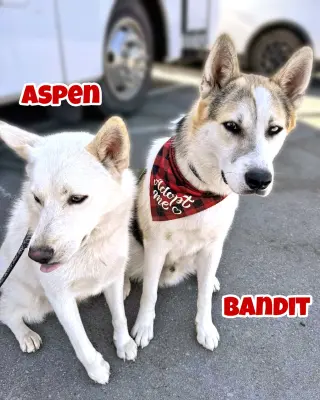 Bandit