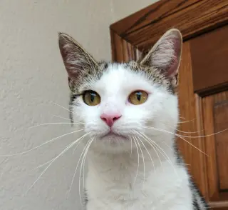 Pam