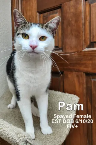 Pam
