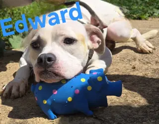 Edward