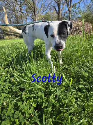 Scotty
