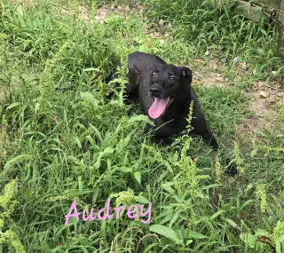Audrey