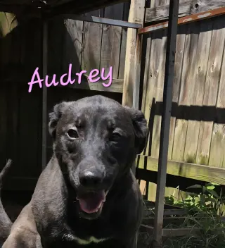 Audrey