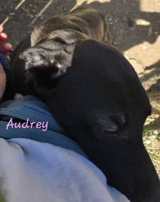 Audrey