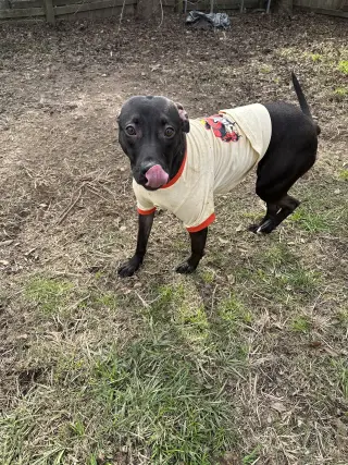 Penny