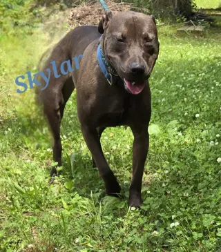 Skylar