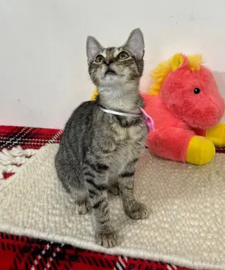 ADA