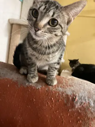 Adelita