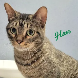 Han #green-globe-eyes