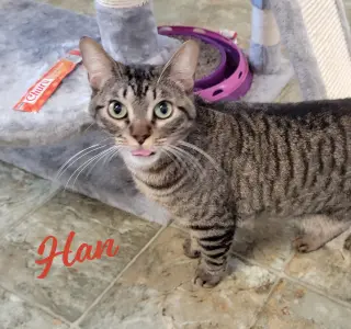 Han #green-globe-eyes