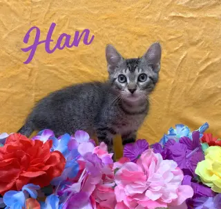 Han #green-globe-eyes