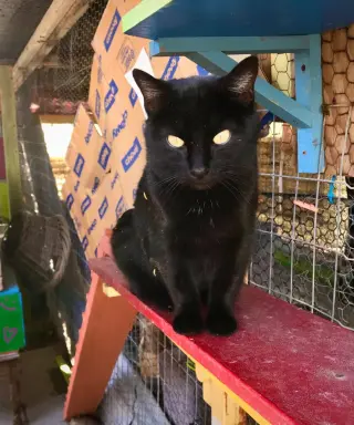Inkspot