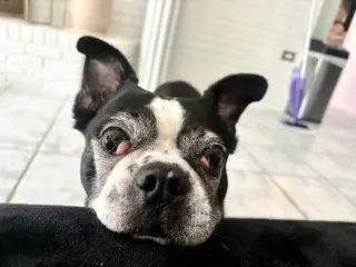 Raleigh (Forever Foster)