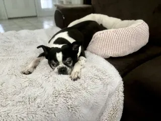 Raleigh (Forever Foster)