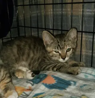 T Kitties : Tipper