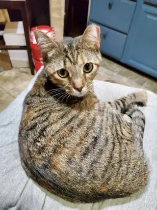 T Kitties : Tipper