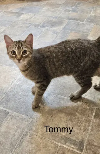 T Kitties : Tommy