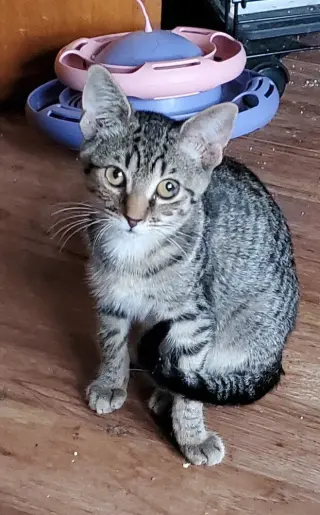 T Kitties : Tommy