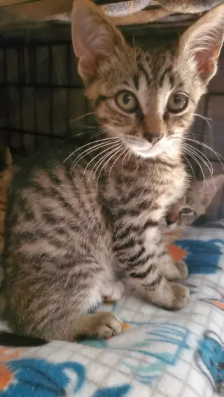 T Kitties : Tommy