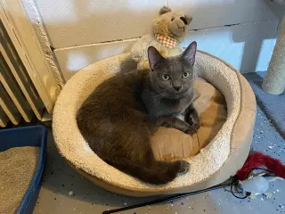 Gabby