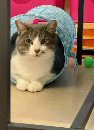 Micah
