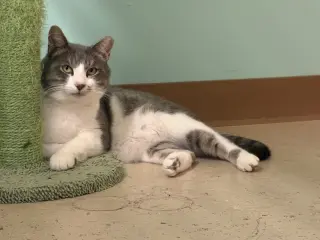 Micah