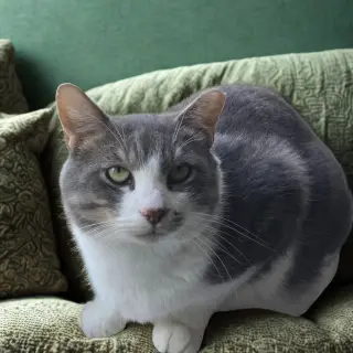 Micah