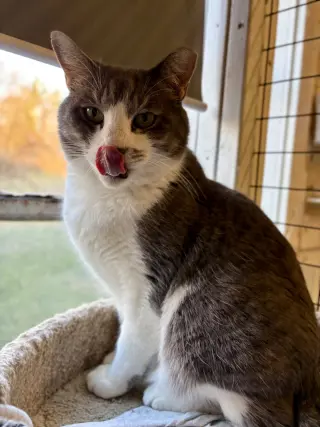 Micah