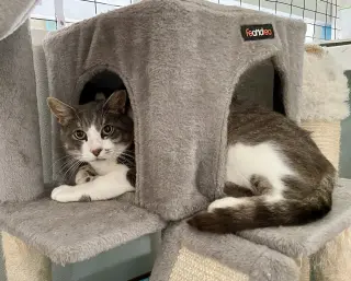 Micah