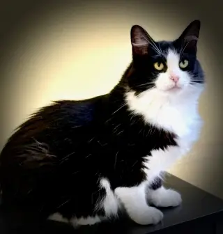 Miara