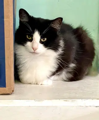 Miara