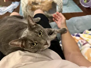 Meeny