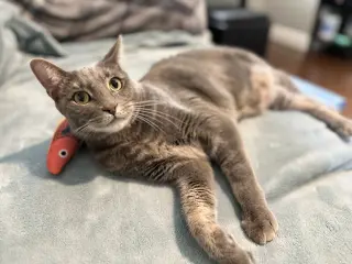 Meeny
