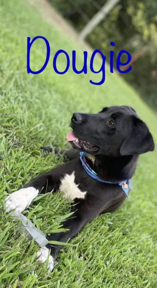 Dougie Boy