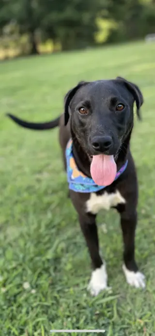 Dougie Boy