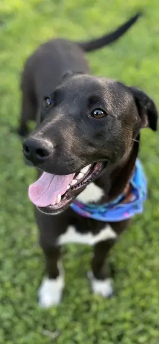 Dougie Boy