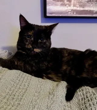 Amelia