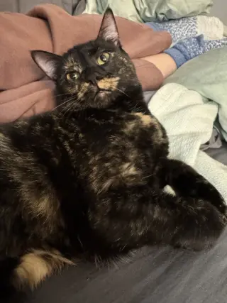 Amelia