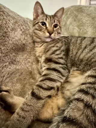 Atlas