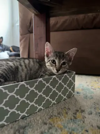 Atlas