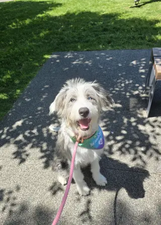 Echo